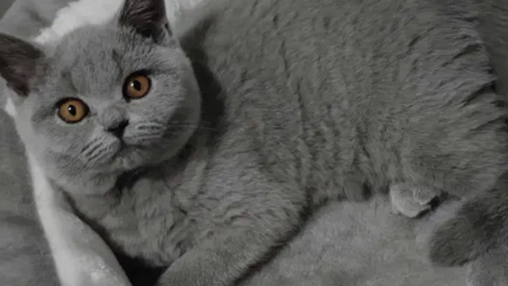 Prețul animalelor de companie e explodat în România. Cu cât se vinde pe OLX o pisică British Shorthair
