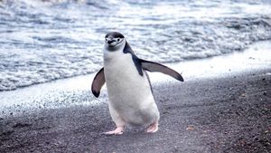 Acesta este cea mai somnoroasă vietate din lume. Adoarme de 10.000 de ori pe zi