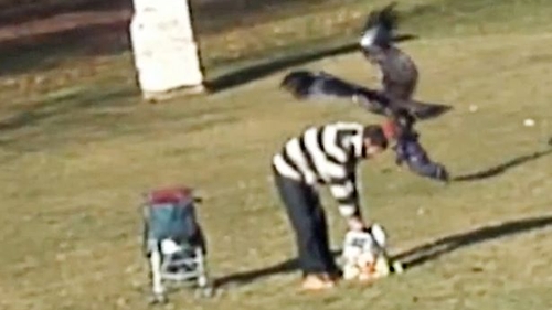 Momentul terifiant in care un vultur prinde un bebelus pe o pajiste si pleaca in zbor cu el