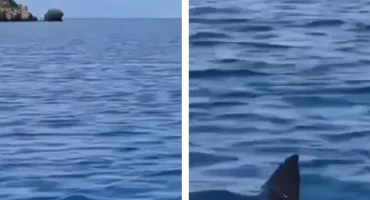 Panică în Turcia, după ce rechinii au venit aproape de țărm! Turiștii au fost evacuați. VIDEO