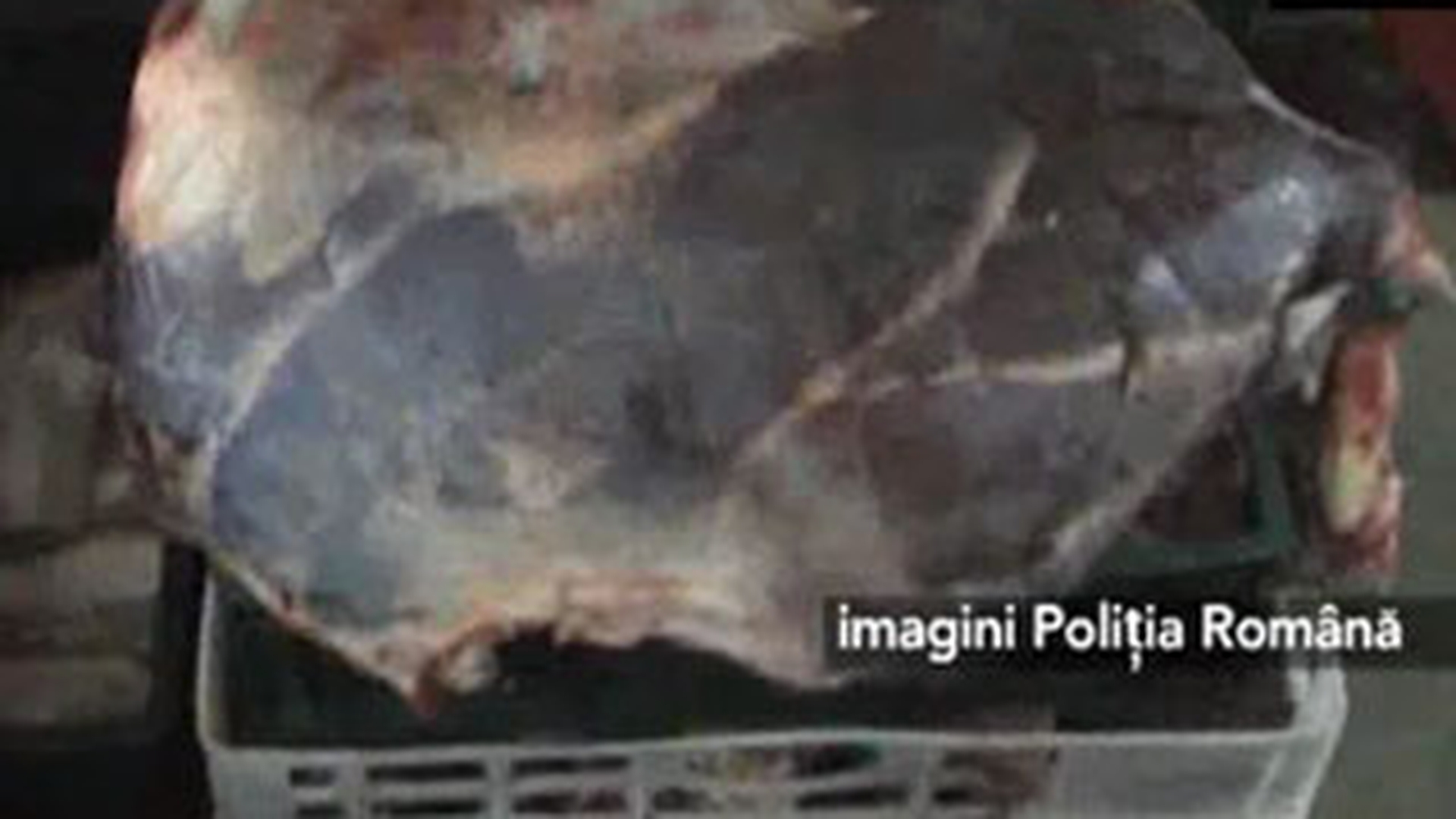 VIDEO O tona jumatate de carne stricata pusa in vanzare, in Ploiesti
