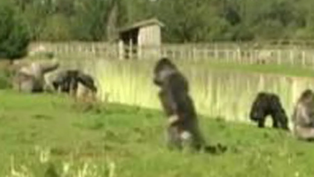 VIDEO O gorila se crede om in toata firea! Merge in doua picioare la  fel ca un barbat