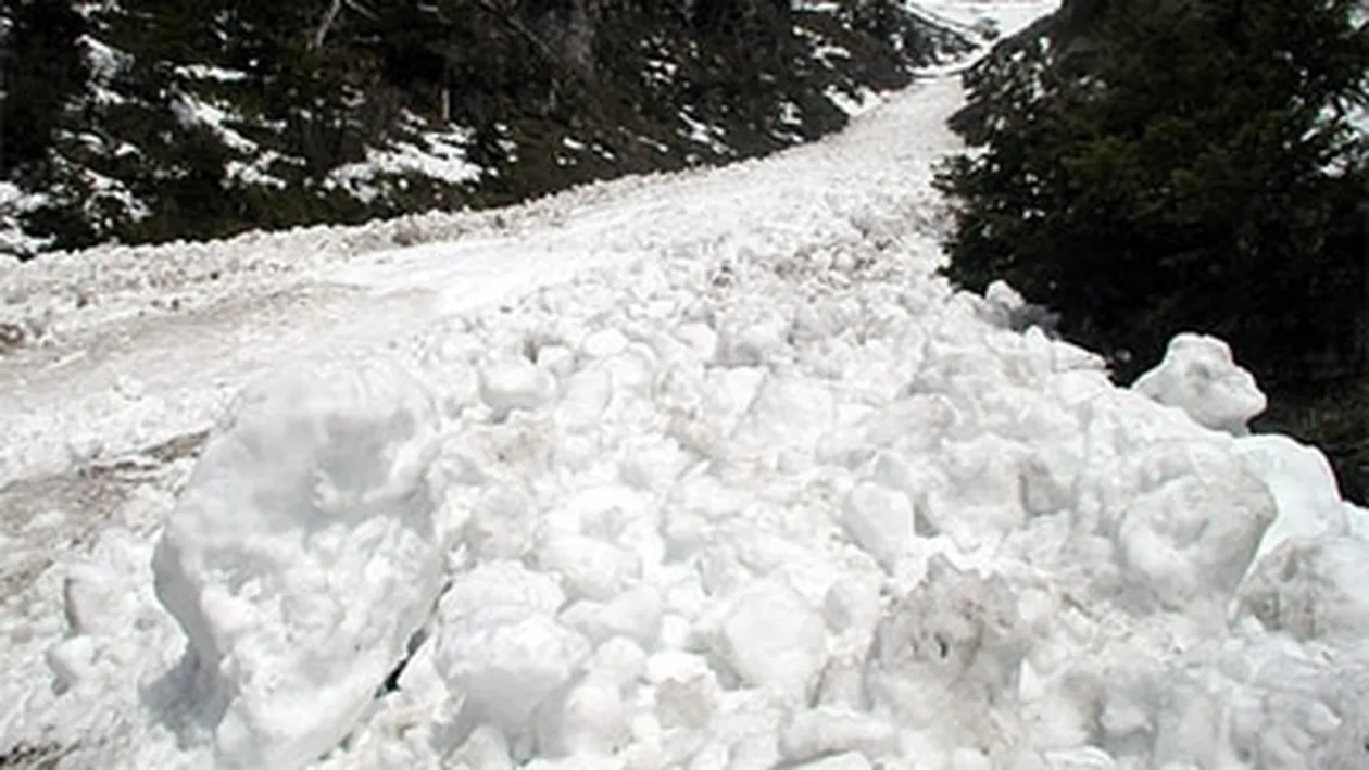 Tragedie în Harghita! Un bărbat din Harghita a murit în timp ce tăia un brad de Crăaciun