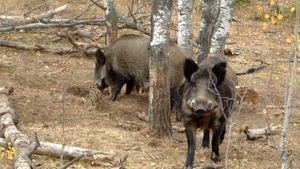 Alertă în Botoșani! Au fost depistați 15 mistreți cu pestă porcină africană
