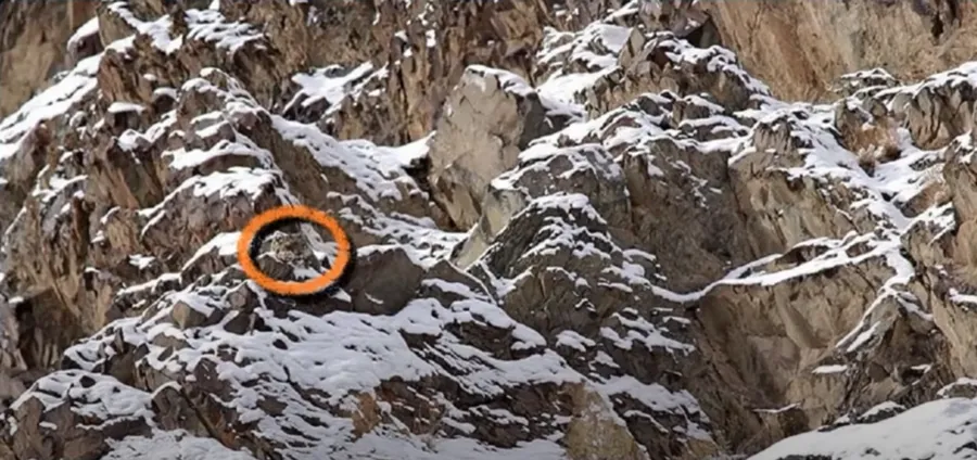 leopard iluzie optica