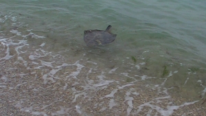 Apatitie neasteptata pe malul Marii Negre! Ce au putut sa vada turistii pe plaja: "Parca e o pisica.."