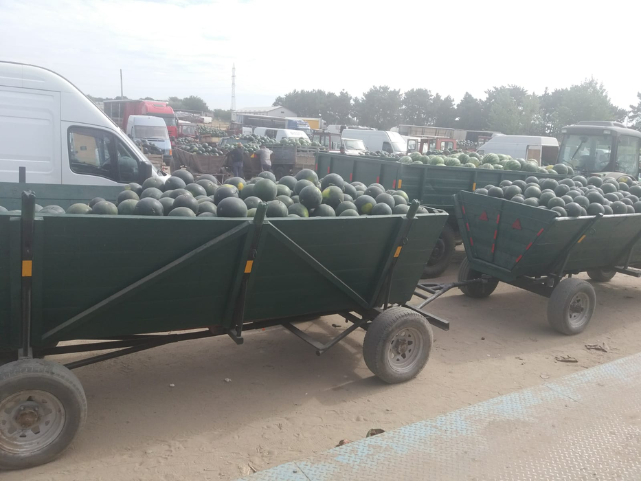 În piața angro din Dăbuleni, pepenii se vând la prețuri de nimic