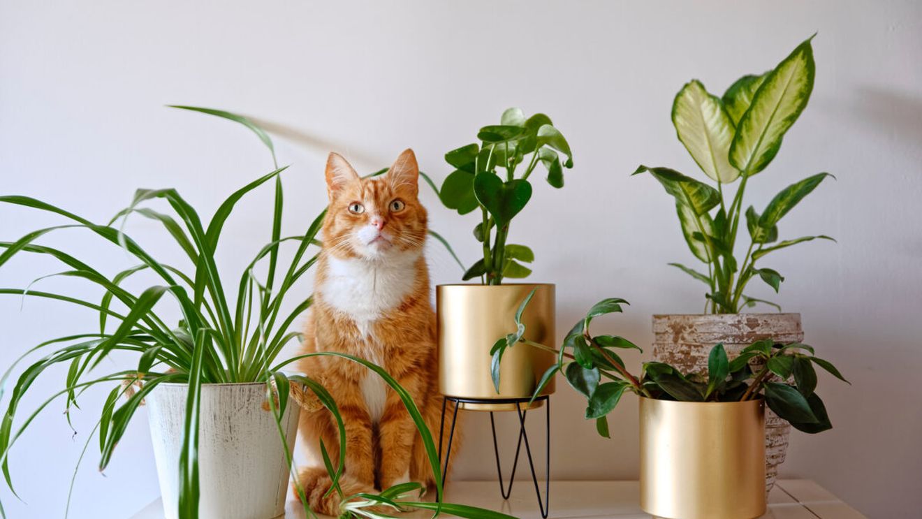 Plantele pe care mulți români le țin în casă fără să știe pericolul. Pot fi toxice pentru câini și pisici