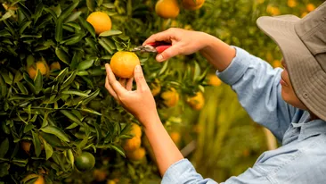 Ce salariu are un român care culege portocale în Spania. Cât câștigă lunar, de fapt