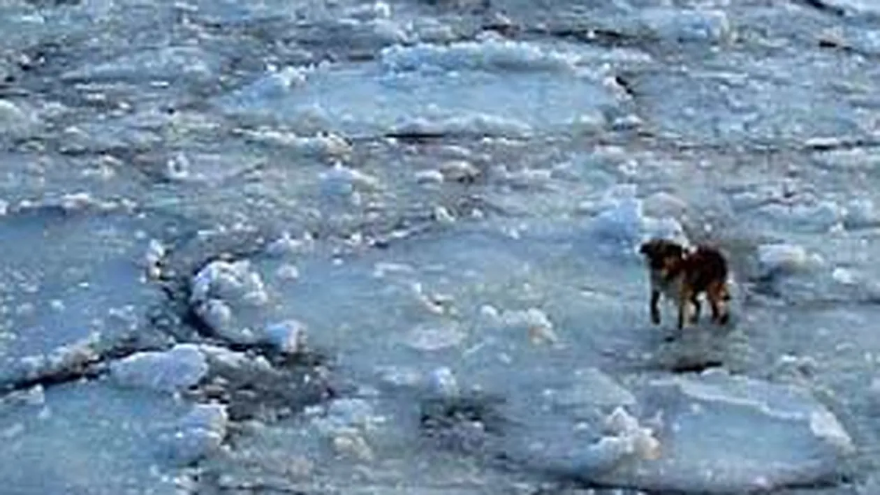 Salvat ca prin minune! Un catel a plutit peste 112 kilometri pe un ghetar!