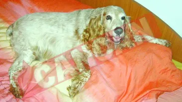 Lok este un mare devorator de dulciuri