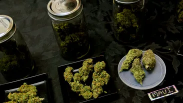 Captura record! Politia a confiscate sapte tone de cannabis