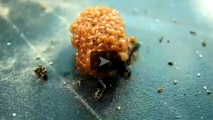 VIDEO Incursiune incredibila in lumea insectelor! Sansele sa prinzi asa ceva pe camera sunt 1 la 1 milion!