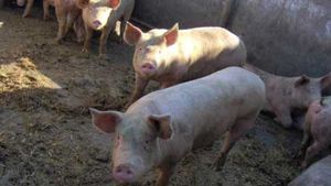 Incident la Vaslui! Porcul de Crãciun i-a mâncat degetele lui Mihãiţă, când a vrut să îl scoată din coteţ