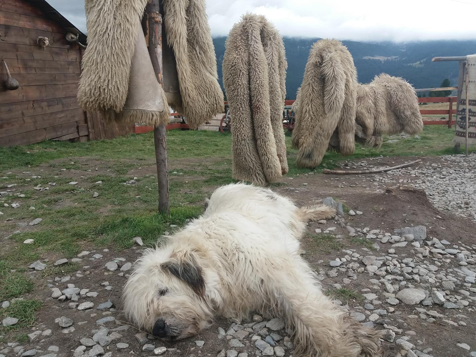 Cojoacele de oaie îi așteaptă pe doritorii de fotografii inedite