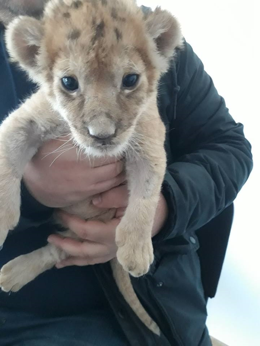 Puiul de leu de la Zoo Craiova are aproape o lună