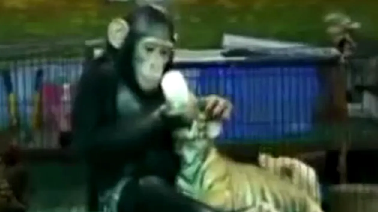 Asta da dragoste de mama! Uite cum hraneste un cimpanzeu un pui de tigru cu biberonul!
