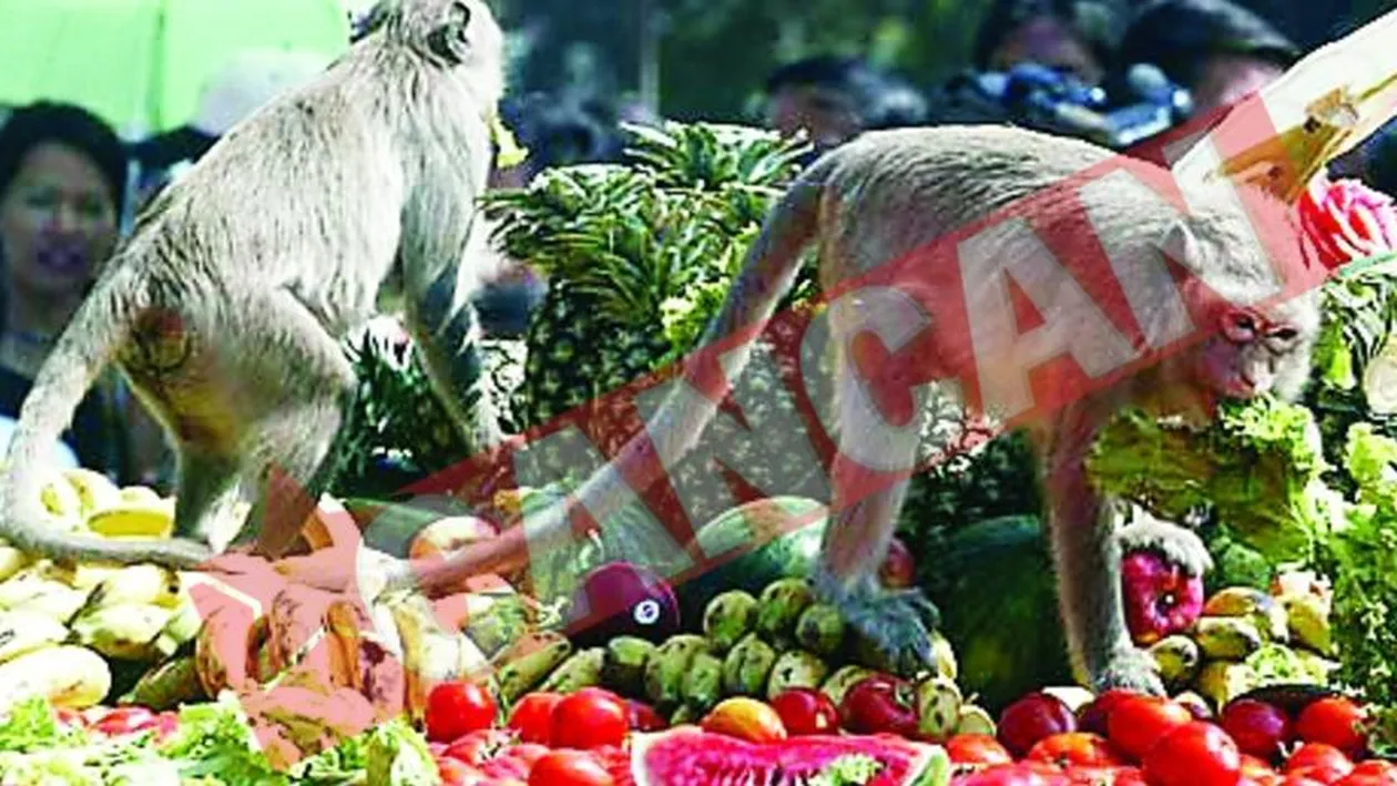 Pietele din India, atacate de maimute