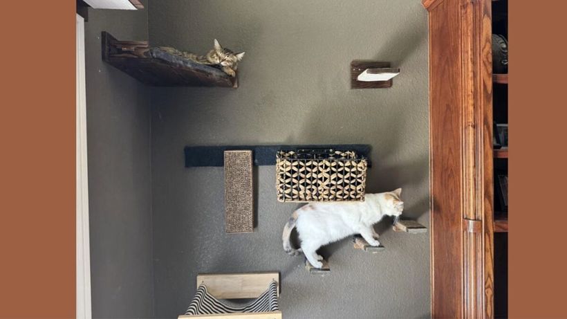 TEST IQ | Dintre cele 3 pisici, două sunt vizibile, dar una este bine ascunsă. O puteți găsi?