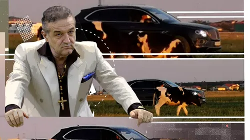 Uite-l pe Gigi Becali cum supervizează vacile pe miriște din Bentley-ul de 250.000 €, deși are cioban!