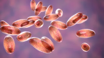 Anchetă epidemiologică în SUA, după ce o persoană a fost diagnosticată cu ciumă 