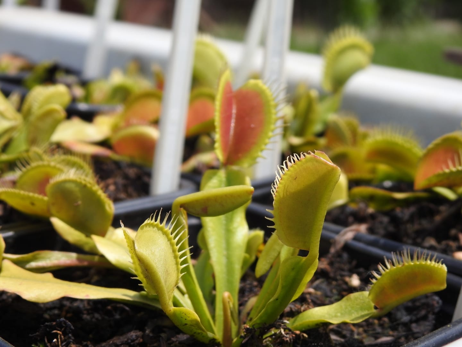 Tânărul sătmărean a făcut o pasiune pentru plantele carnivore