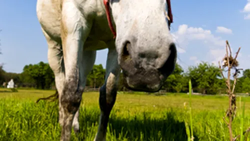 Doi dintre caii transportati din Letea au murit, restul animalelor au fost duse la o ferma