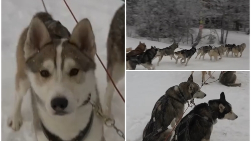 Cât costă plimbarea cu sania trasă de câini husky. Locul din România unde turiștii se simt ca-n Laponia
