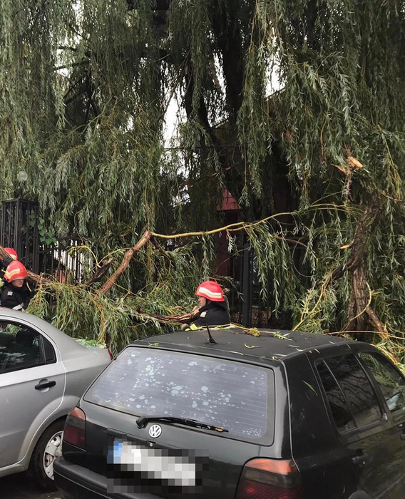 Furtună puternică în Tulcea. Pomii au căzut peste mai multe mașini staționate. FOTO