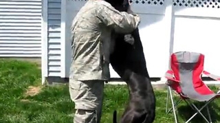 Video supertare! Uite cum se joaca un soldat cu cainele lui mai mare decat un vitel, dupa 9 luni in care nu si-a vazut prietenul!