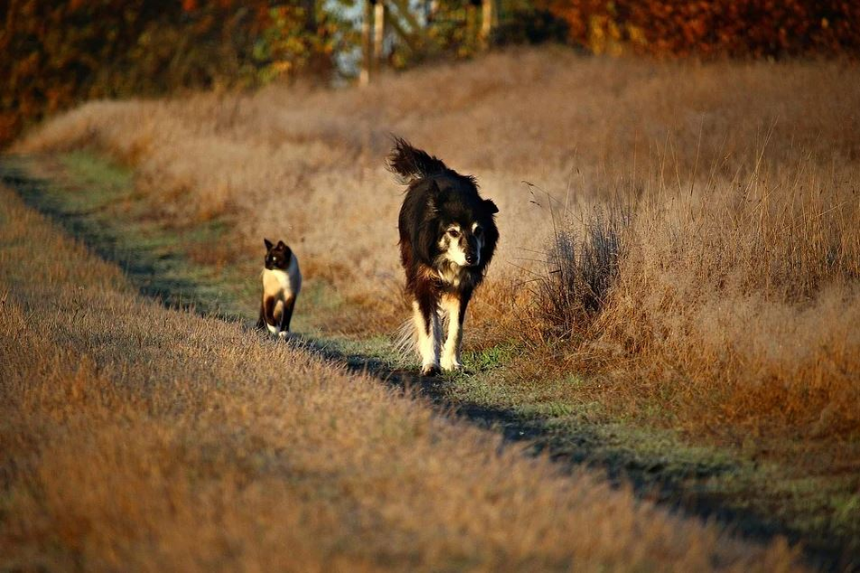 Ce vârstă are pisica ta în ani omenești. Calculul e foarte simplu! Vezi ce vedete preferă micuțele feline și cine a ales să își ia câine