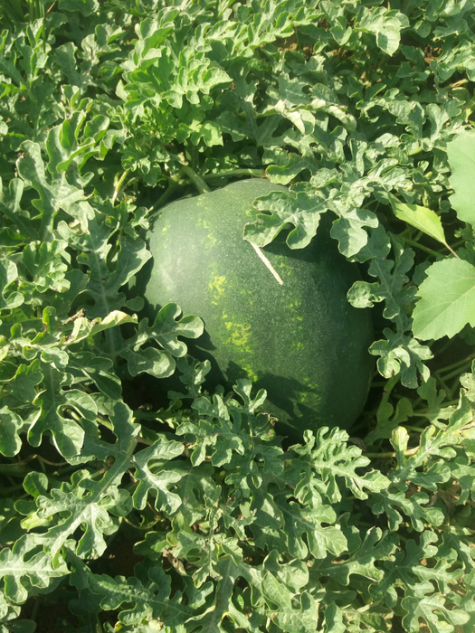 Pepenii de Dăbuleni au început să se coacă