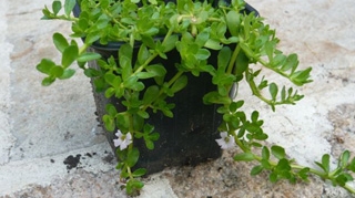 Farmacia din apartament- plante decorative cu proprietati medicinale