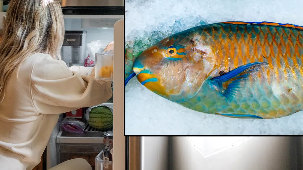 Surpriză! Câte zile rezistă peștele în frigider, de fapt