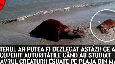 Misterul taurului gasit mort pe plaja din Mamaia ar putea fi dezlegat. Cum va fi identificat proprietarul animalului