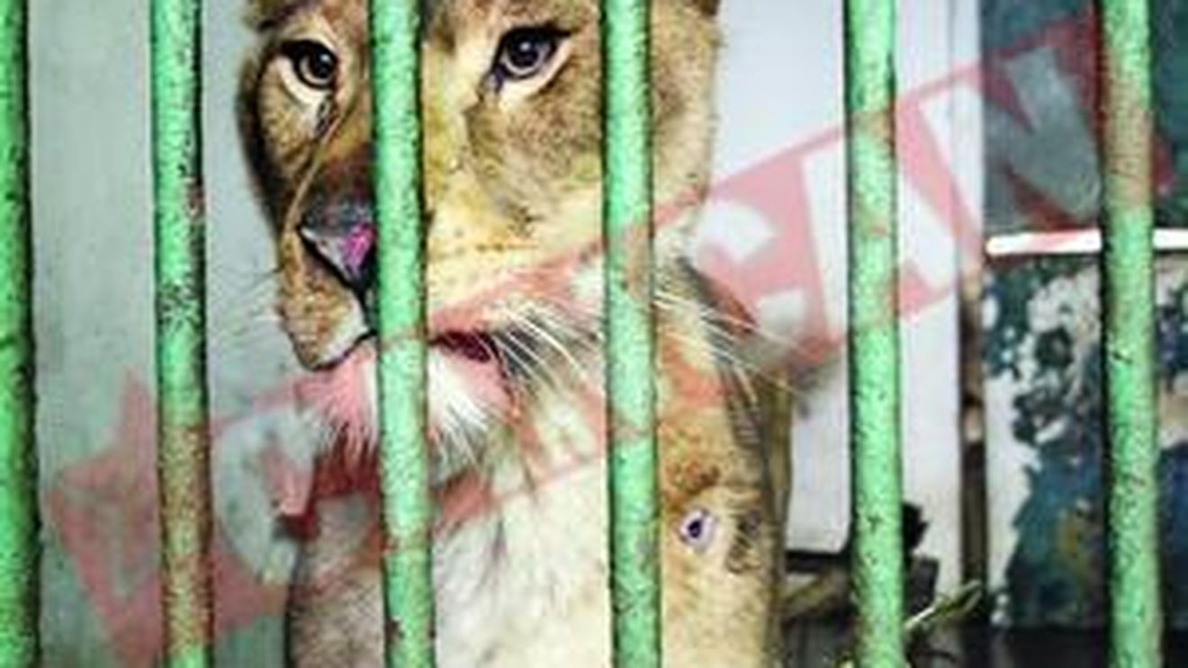 Ultimii lei de la Tecuci, "deportati" in Africa