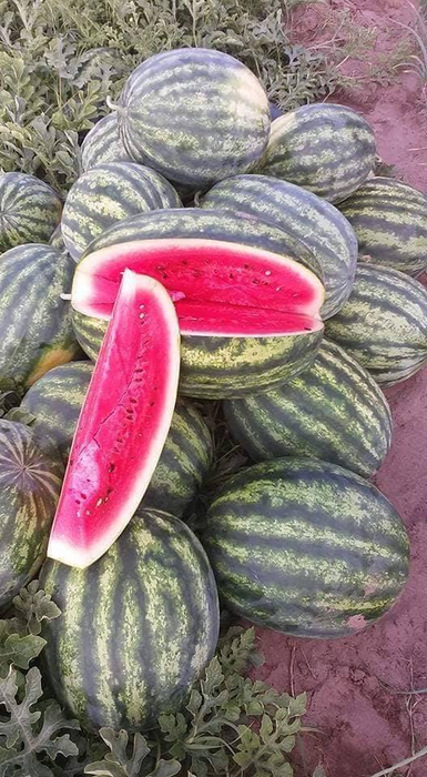Producătorii de la Dăbuleni spun că pepenii lor nu prezintă niciun risc
