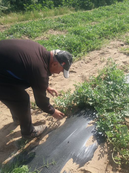Producătorii se plâng că pepenii nu sunt profitabili