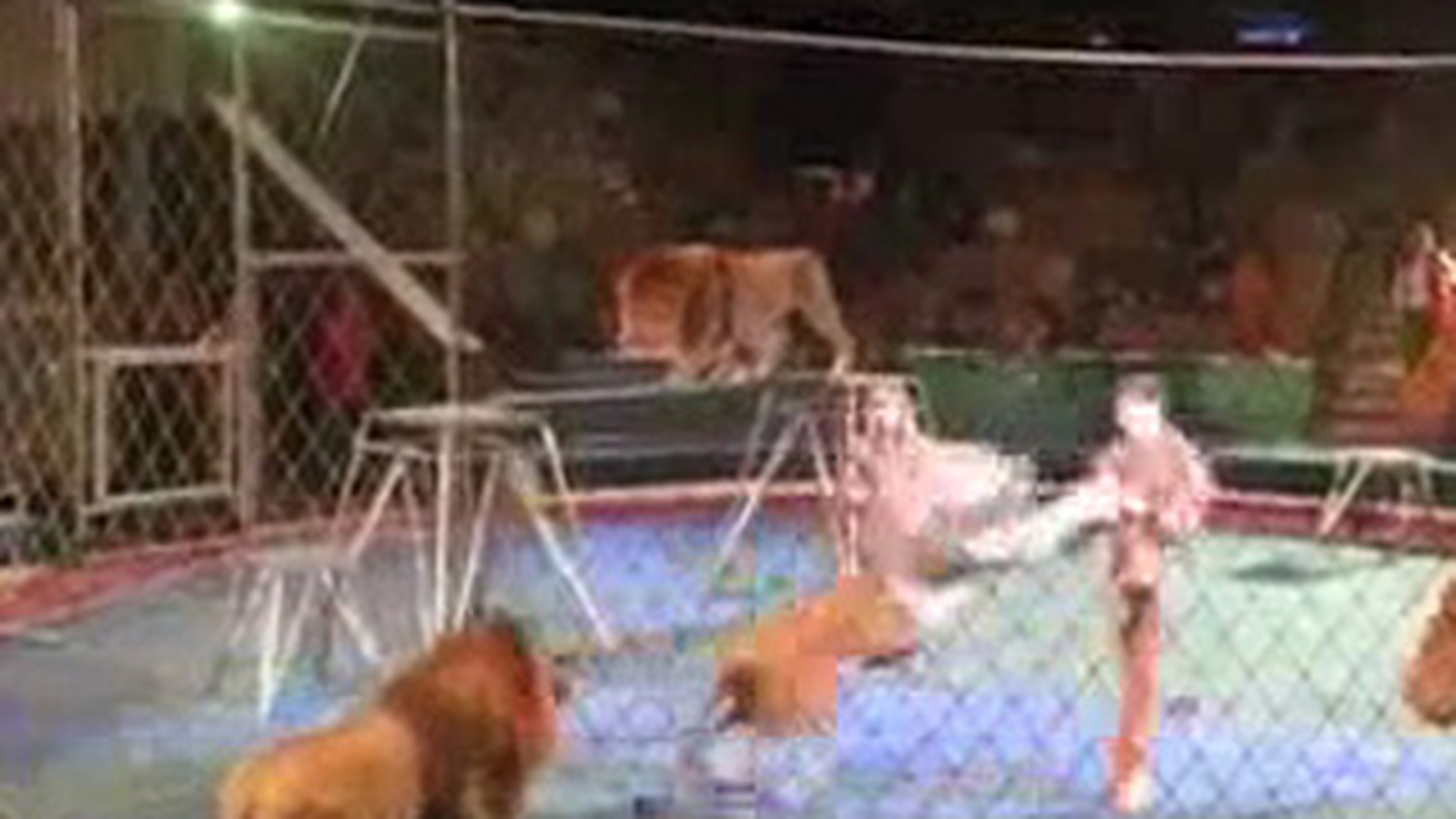 VIDEO Cel mai dement dresor! Un leu l-a muscat de mana, dar el nu s-a lasat si a ripostat