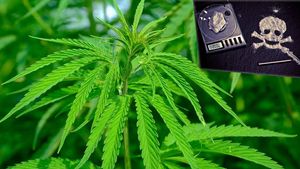 Consumul de droguri a crescut în Europa, iar cocaina capturată a atins un nivel record. Din ce zonă a României au fost confiscate peste 90 de kg de canabis