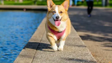 Iluzia optică de nedescifrat! Tu vezi ce face câinele din imagine?