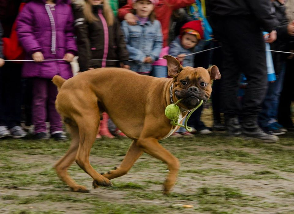 Skip a fost un adevărat campion