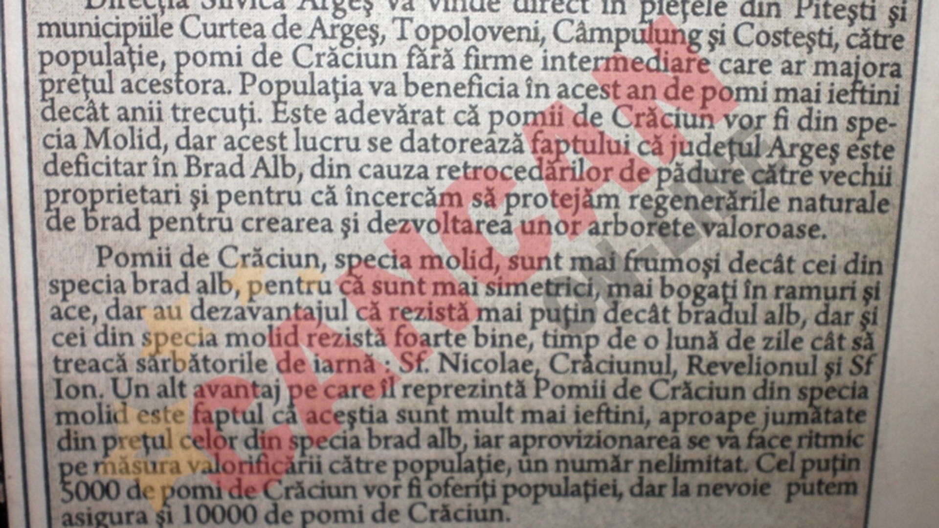 Bradul-molid castigator in batalia contra bradului alb