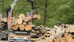 Romsilva a obținut anularea unei hotărâri de retrocedare către urmașii unui baron horthyst a 9000 ha de pădure în județul Mureș