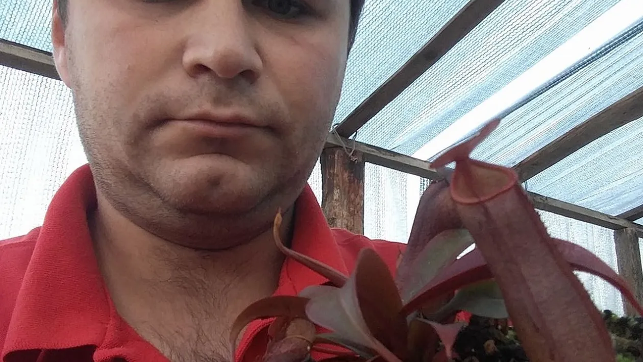 Le-a închis într-o seră şi le hrăneşte cu... Am pătruns în ”maternitatea” de plante carnivore!