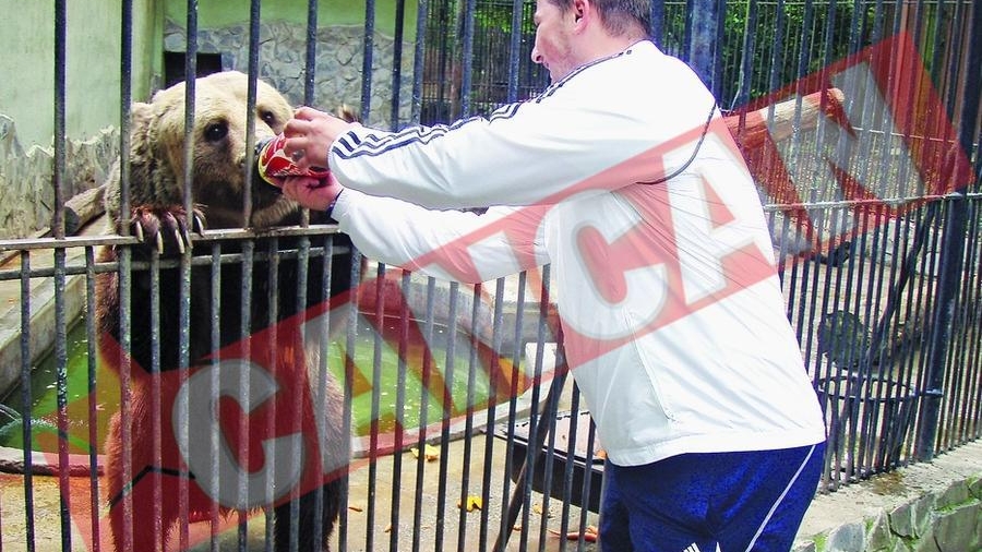 Cel mai batran urs de la Zoo Baneasa a lasat mierea pentru suc