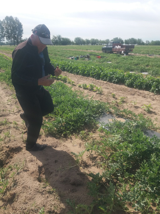 Culturile de pepeni s-au restrâns la Dăbuleni, în 2021