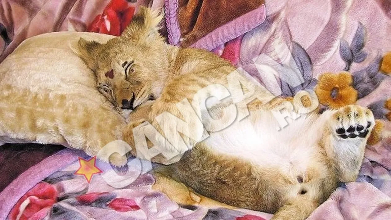 Leoaica Andy, pe picior de plecare in Africa. Dupa un an in care a fost animal de companie pentru o familie din Timis, a venit clipa despartirii