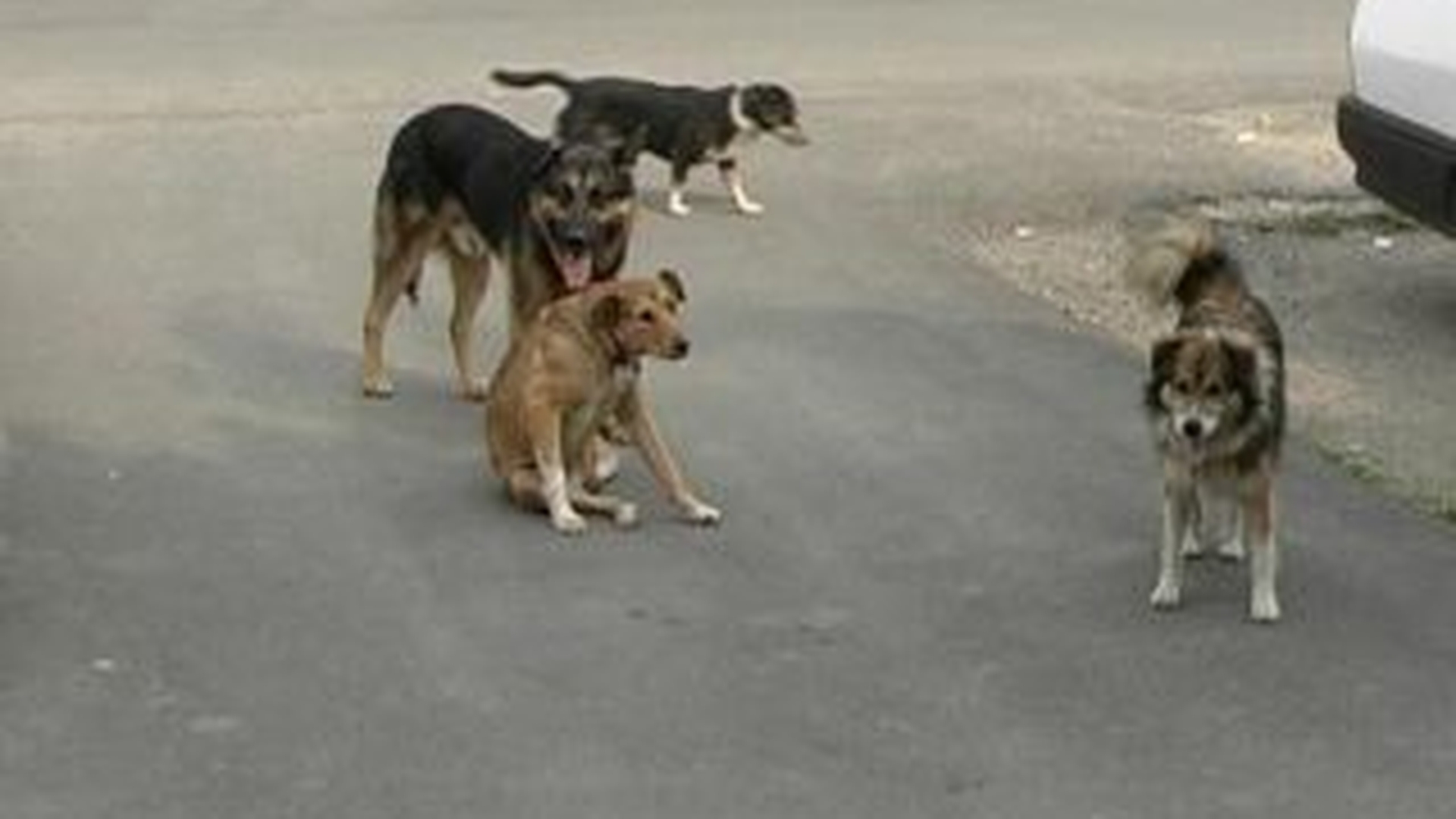 O batrana din Iasi a fost internata in stare grava la spital, dupa ce patru caini fara stapan au atacat-o