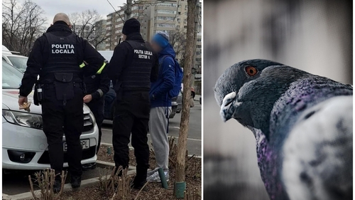 Ce amendă IREALĂ a primit un bărbat pentru că a hrănit porumbeii, în sectorul 6: „Fără să stăm la discuții!”